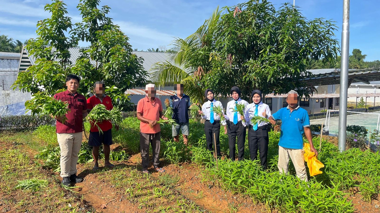 Lapas Batulicin kembali Panen Kangkung, Hasil Pembinaan Kemandirian