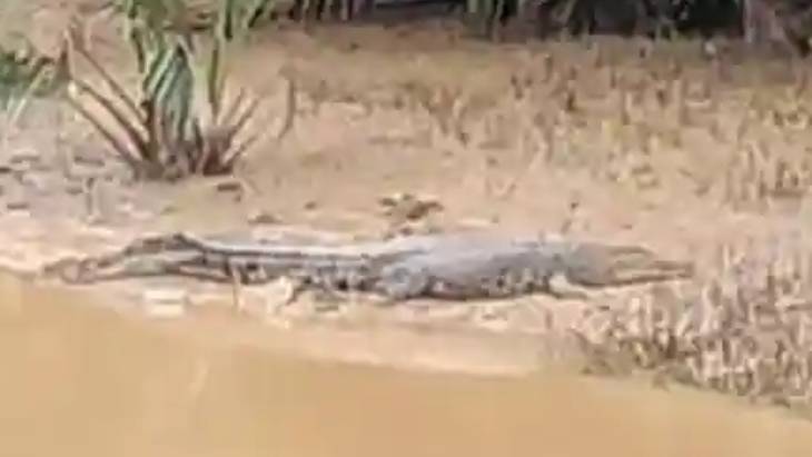 Buaya-2-Meter-Muncul-di-Sungai-Batulicin-Tanah-Bumbu