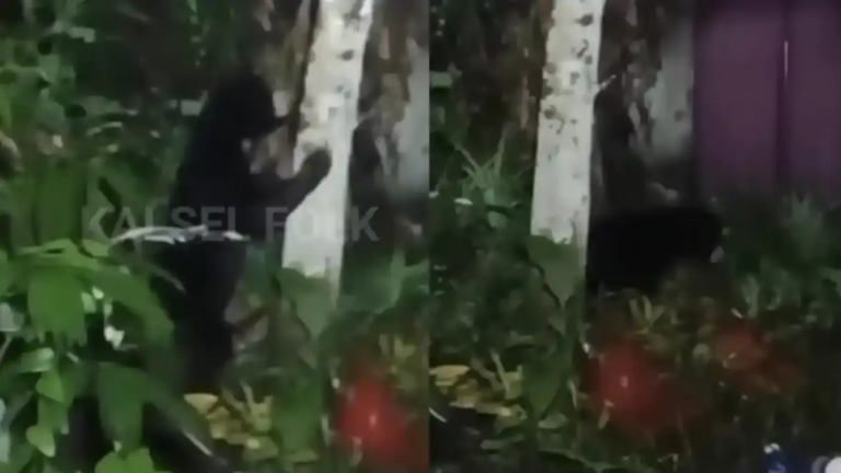 beruang-madu-masuk-permukiman-batulicin-tanah-bumbu-viral